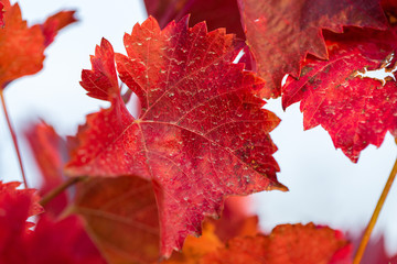 Autumn grapes with red leaves, the vine at sunset is reddish yellow