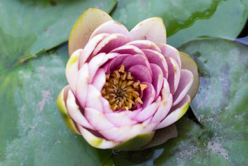 beautiful lotus flower, water lilies, water lilies in the pond