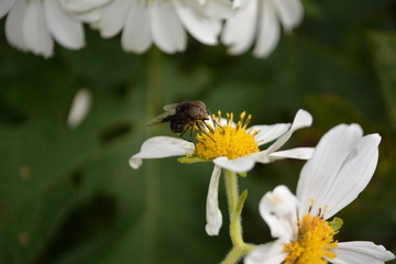 mosca en una flor  blanca en busca de nectar