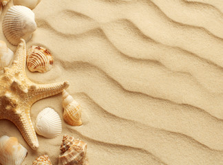 Fototapeta na wymiar top view of sea shells on sand dunes