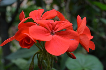 flor roja en el jardin