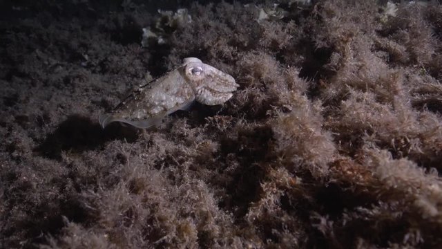 Sepia 3