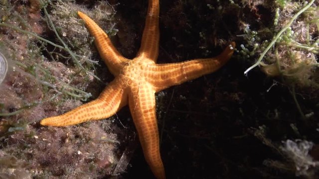 Mittelmeer Seestern