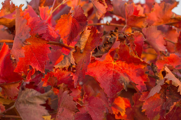 Vineyards in the autumn with red foliage. Transition of the vine to wintering. Wine-making. Technology of wine production. Wine production in Moldova.