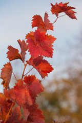Vineyards in the autumn with red foliage. Transition of the vine to wintering. Wine-making. Technology of wine production. Wine production in Moldova.
