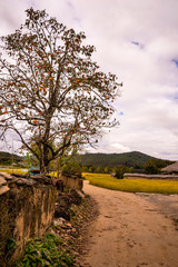 Hahoe Folk Village of South Korea is beautiful in autumn.