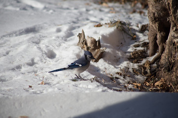 Blue Jay