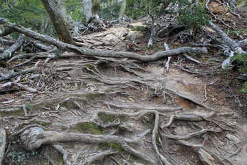 Root  floor  of  trees