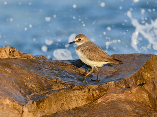 Greater Sand Plover Standing on Sea Rock