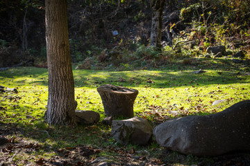Cracked bark of the old tree overgrown with green moss in autumn forest. Selective focus. Azerbaijan