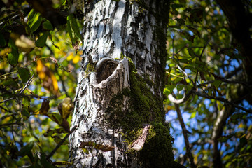 Cracked bark of the old tree overgrown with green moss in autumn forest. Selective focus. Azerbaijan