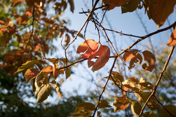 Fall scene. Beautiful Autumnal park. Leaves Forest path in autumn.