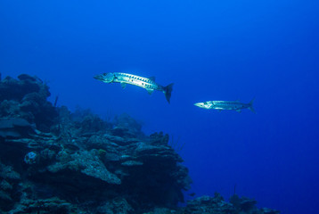 Giant barracuda surveying his domain off the reef in the warm tropical waters of the Caribbean sea. This intimidating predator has a fierce set of teeth that can tear through their prey 