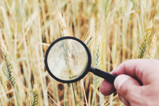 Farmer' Or Botanist's Hand With Magnify Glass Tool Closeup Check Examine Inspect Wheat Spikelets Of Rye In Agricultural Field. Cereal Breeding