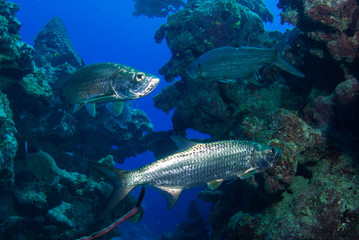 Tarpon hanging in the water in a crack in the reef. These large silver fish usually congregate in schools and like to be surrounded by structure. This was taken in Grand Cayman in the Caribbean