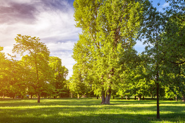 Naklejka premium Zielony park z trawnikiem i drzewami w mieście