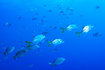 Obraz na płótnie Canvas A school of fish are going about their business on the tropical reef of Grand Cayman. These fish like to live in a specific area and are a valuable part of the natural food chain