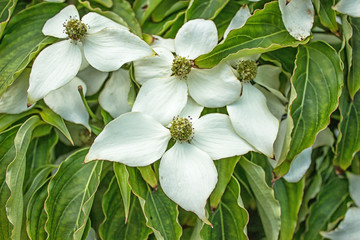 Obraz premium Dogwood Blossoms