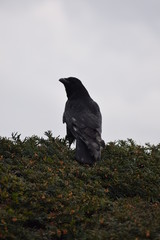 Crow