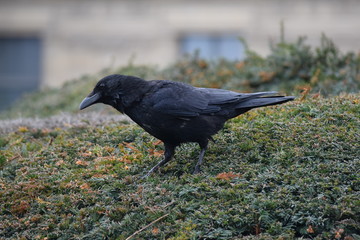 Crow upon henge 