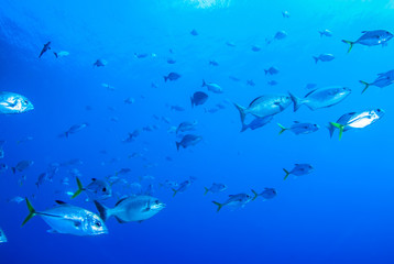 A school of fish are going about their business on the tropical reef of Grand Cayman. These fish like to live in a specific area and are a valuable part of the natural food chain