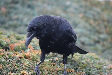 Inquisitive crow 