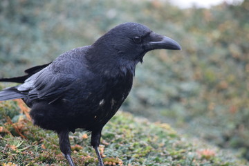 Crow profile