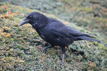 Crow walking