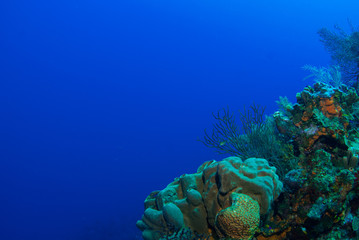 A tropical coral reef in the deep warm water of the Caribbean. This photo was taken by a scuba diver around Grand Cayman