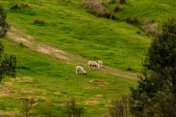  Alpacas on a Hill