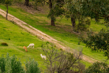 Obraz na płótnie Canvas Sheep and Alpaca Diagonal