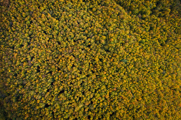 Aerial view of forest in autumn colors
