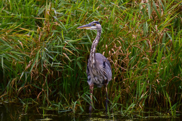 Great Blue Heron standing in marsh grass. National Wildlife Refuge. 