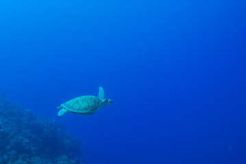 Naklejka premium A turtle in the warm water of the Caribbean sea. This salt water reptile is happy on the ecosystem provided by the coral reef