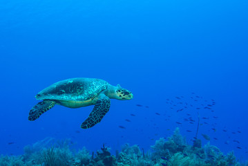 A turtle in the warm water of the Caribbean sea. This salt water reptile is happy on the ecosystem provided by the coral reef