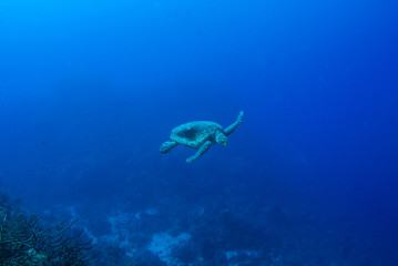 Naklejka na ściany i meble A turtle in the warm water of the Caribbean sea. This salt water reptile is happy on the ecosystem provided by the coral reef
