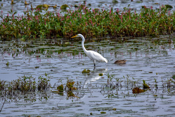 Great White Egret, wading in a swamp. Shiawasse National Wildlife Refuge, Saginaw, Michigan. United States.