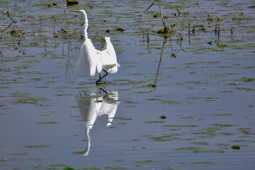 Great White Egret, Reflection, Shiawasse National Wildlife Refuge, Michigan,Saginaw.