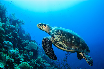 Obraz na płótnie Canvas A turtle in the warm water of the Caribbean sea. This salt water reptile is happy on the ecosystem provided by the coral reef