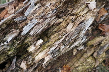 texture of tree on fallen log in forest