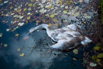 Dead swan in the water