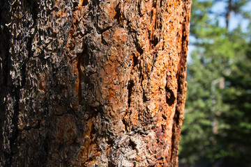 Ponderosa Trunk