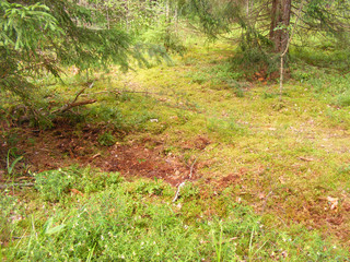 Wild forests in Belarus : a boar digs the soil with moss in the pine forest for acorns
