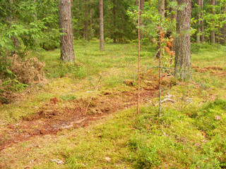 trace of wild boar digs the soil with moss in the pine forest for acorns