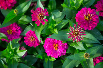 Colorfull Flowers