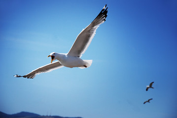 A seagull is flying in the sky. Birds in flight. Beautiful landscape with a flying seagull
