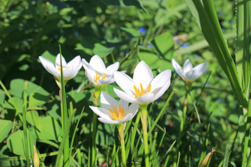 タマスダレの花