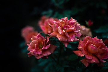 秋の薔薇 Autumn Rose