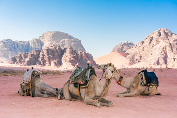 Desert landscape with camel. Sand, mountains and a desert on a Wadi Rum desert in Jordan