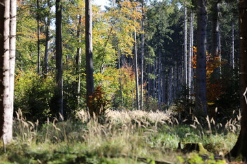 Forest clearing with colourful trees in autumn in Germany 3411